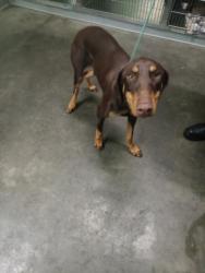 Shelter Stray Female Dog last seen , 1850 W 60th St, Los Angeles, CA 90047, USA