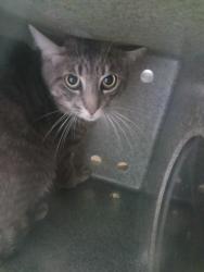 Shelter Stray Male Cat last seen , 1850 W 60th St, Los Angeles, CA 90047, USA