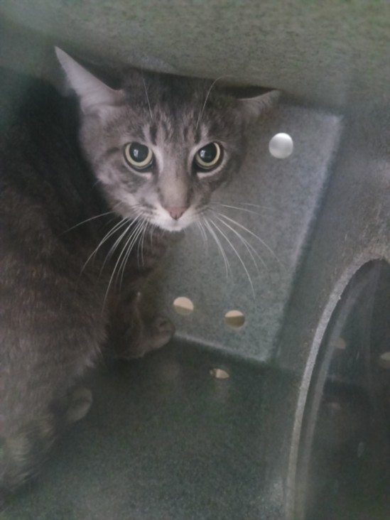 Shelter Stray Male Cat last seen , 1850 W 60th St, Los Angeles, CA 90047, USA