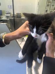Shelter Stray Male Cat last seen , 1850 W 60th St, Los Angeles, CA 90047, USA