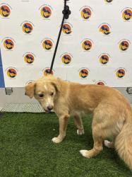 Shelter Stray Female Dog last seen GALL BLVD, 19640 Dogpatch Ln, Land O' Lakes, FL 34638, USA