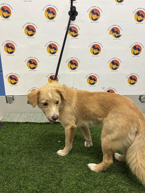 Shelter Stray Female Dog last seen GALL BLVD, 19640 Dogpatch Ln, Land O' Lakes, FL 34638, USA