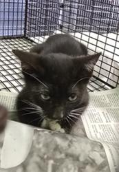 Shelter Stray Male Cat last seen , 1850 W 60th St, Los Angeles, CA 90047, USA
