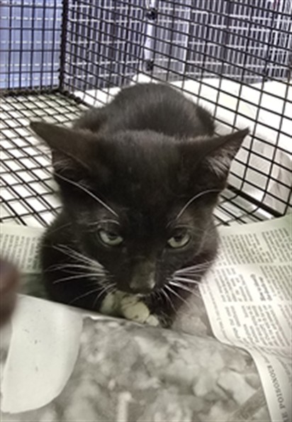 Shelter Stray Male Cat last seen , 1850 W 60th St, Los Angeles, CA 90047, USA