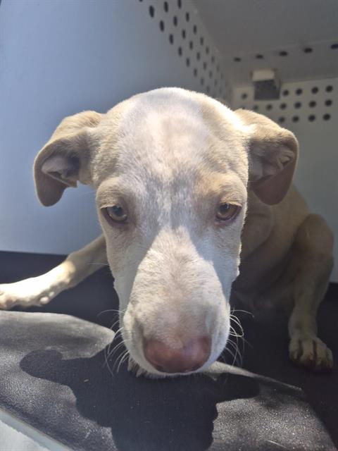 Shelter Stray Female Dog last seen Near BLK E BRUNDAGE LN, BAKERSFIELD CA, 201 S Mt Vernon Ave, Bakersfield, CA 93307, USA