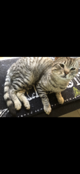 Reunited Male Cat last seen Sandpiper Way, Cameron Park, CA 95682