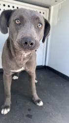 Shelter Stray Male Dog last seen Near BLK SWEET RIVER DR, BAKERSFIELD, CA, 201 S Mt Vernon Ave, Bakersfield, CA 93307, USA