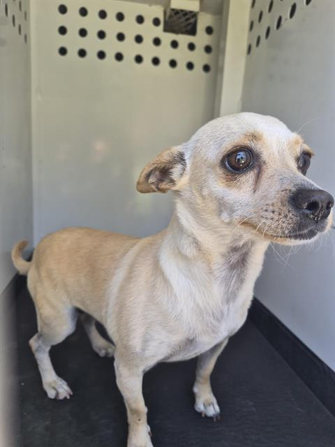 Shelter Stray Female Dog last seen Near BLK BLOSSOM BRIDGE DR,BAKERSFIELD CA, 201 S Mt Vernon Ave, Bakersfield, CA 93307, USA