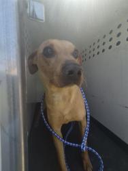 Shelter Stray Male Dog last seen Near BLK BLOSSOM BRIDGE DR,BAKERSFIELD CA, 201 S Mt Vernon Ave, Bakersfield, CA 93307, USA