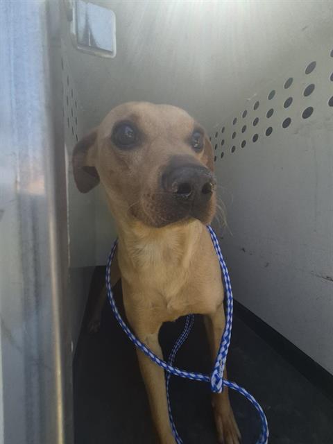 Shelter Stray Male Dog last seen Near BLK BLOSSOM BRIDGE DR,BAKERSFIELD CA, 201 S Mt Vernon Ave, Bakersfield, CA 93307, USA