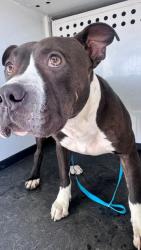 Shelter Stray Male Dog last seen Near BLK ROSEDALE HWY, BAKERSFIELD, CA, 201 S Mt Vernon Ave, Bakersfield, CA 93307, USA