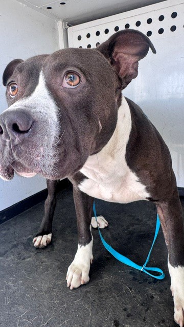 Shelter Stray Male Dog last seen Near BLK ROSEDALE HWY, BAKERSFIELD, CA, 201 S Mt Vernon Ave, Bakersfield, CA 93307, USA