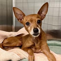 Shelter Stray Male Dog last seen CR 46A, SORRENTO, 12280 County Rd 448, Tavares, FL 32778, USA