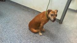 Shelter Stray Female Dog last seen CHARLOTTE, 8315 Byrum Dr, Charlotte, NC 28217, USA