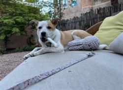 Shelter Stray Male Dog last seen Near BLOCK  CAMINO SIERRA VISTA, 100 Caja Del Rio Rd, Santa Fe, NM 87507, USA