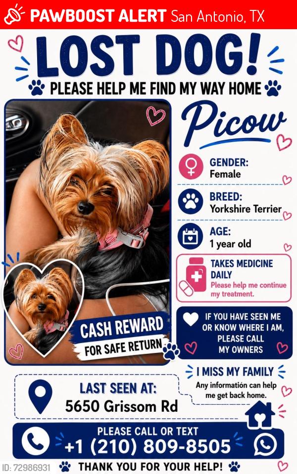Lost Female Dog last seen Grissom road , San Antonio, TX 78238