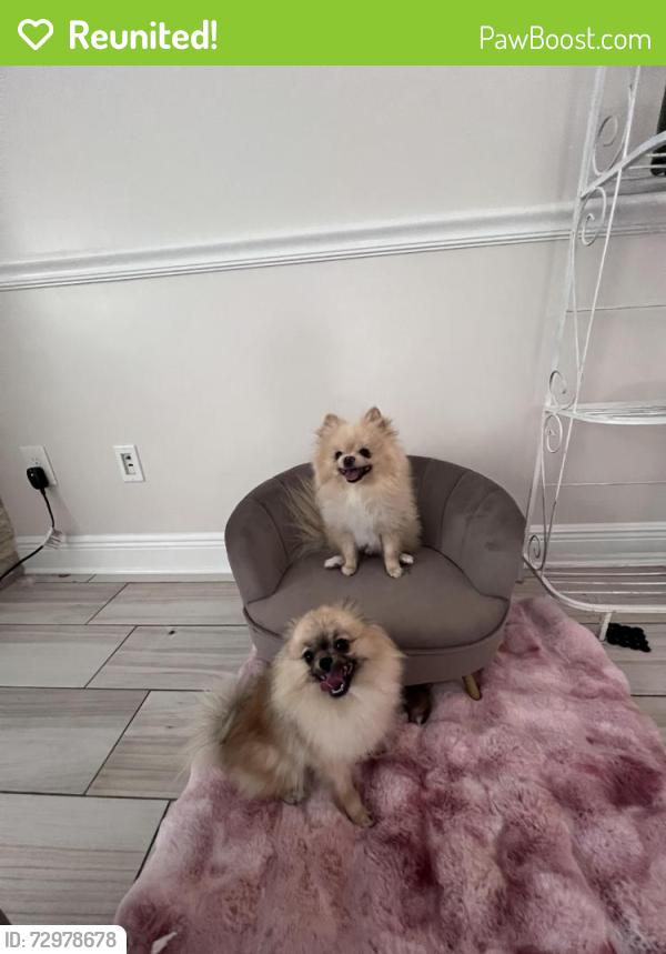 Reunited Male Dog last seen North Eldrige , Cypress, TX 77429