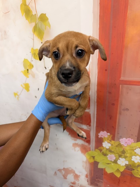 Shelter Stray Female Dog last seen SIERRA AND RIVERSIDE, 333 Chandler Pl, San Bernardino, CA 92408, USA