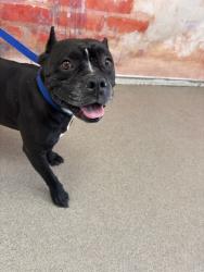 Shelter Stray Female Dog last seen 40TH AND HARRISON, 333 Chandler Pl, San Bernardino, CA 92408, USA