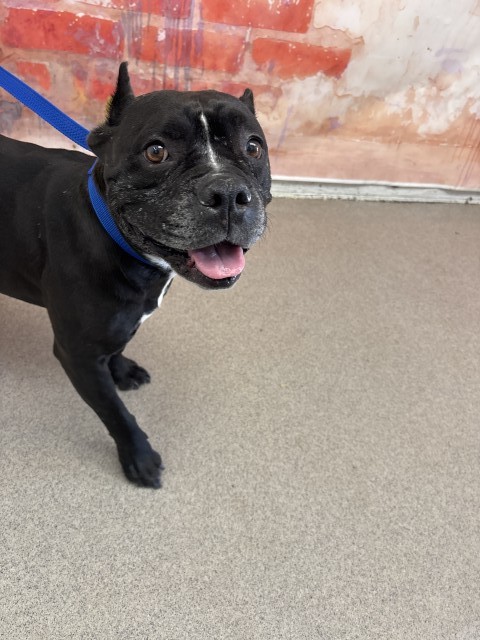 Shelter Stray Female Dog last seen 40TH AND HARRISON, 333 Chandler Pl, San Bernardino, CA 92408, USA