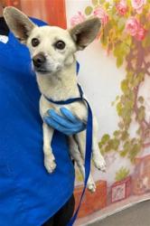 Shelter Stray Male Dog last seen , 333 Chandler Pl, San Bernardino, CA 92408, USA