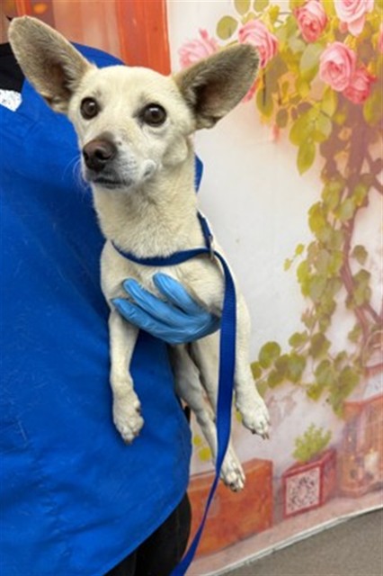 Shelter Stray Male Dog last seen , 333 Chandler Pl, San Bernardino, CA 92408, USA