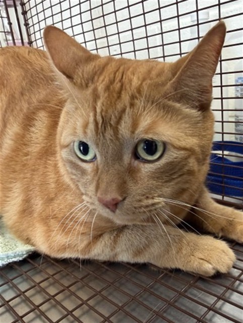 Shelter Stray Male Cat last seen Near BLOCK MT VERNON, 333 Chandler Pl, San Bernardino, CA 92408, USA