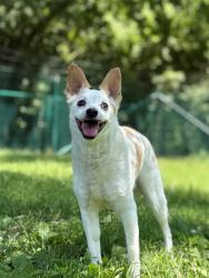 Shelter Stray Male Dog last seen OTHER CO, 4850 Mid Rivers Mall Dr, St Peters, MO 63376, USA