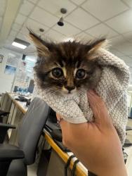 Shelter Stray Female Cat last seen , 14409 Vanowen St, Van Nuys, CA 91405, USA