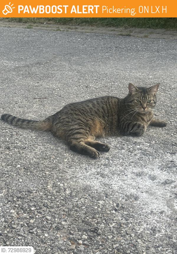 Found/Stray Unknown Cat last seen Valley Farm and Finch, Pickering, ON L1X 2H2