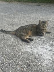 Found/Stray Unknown Cat last seen Valley Farm and Finch, Pickering, ON L1X 2H2