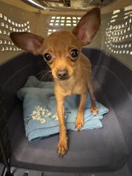 Shelter Stray Female Dog last seen Near BLOCK W 4890 S, 4522 W 3500 S, West Valley City, UT 84120, USA