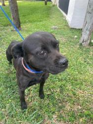 Shelter Stray Female Dog last seen LAS, 3599 NW 79th Ave, Doral, FL 33122, USA