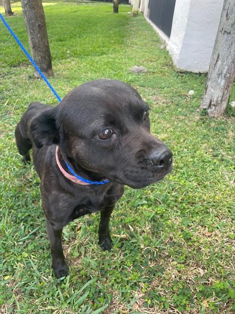 Shelter Stray Female Dog last seen LAS, 3599 NW 79th Ave, Doral, FL 33122, USA