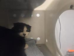 Shelter Stray Female Cat last seen Near BLOCK 44TH AVE S, AUBURN WA 98001, 21615 64th Ave S, Kent, WA 98032, USA