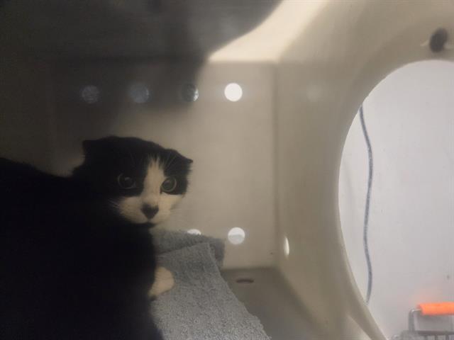 Shelter Stray Female Cat last seen Near BLOCK 44TH AVE S, AUBURN WA 98001, 21615 64th Ave S, Kent, WA 98032, USA