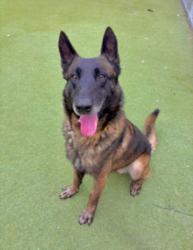 Shelter Stray Male Dog last seen , 11361 W Pico Blvd, Los Angeles, CA 90064, USA