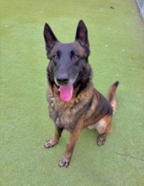 Shelter Stray Male Dog last seen , 11361 W Pico Blvd, Los Angeles, CA 90064, USA