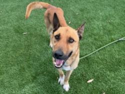 Shelter Stray Male Dog last seen , 11361 W Pico Blvd, Los Angeles, CA 90064, USA