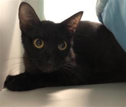 Shelter Stray Female Cat last seen Near BLOCK N GLENN AVE, FRESNO CA 93701 1835, 5277 E Airways Blvd, Fresno, CA 93727, USA