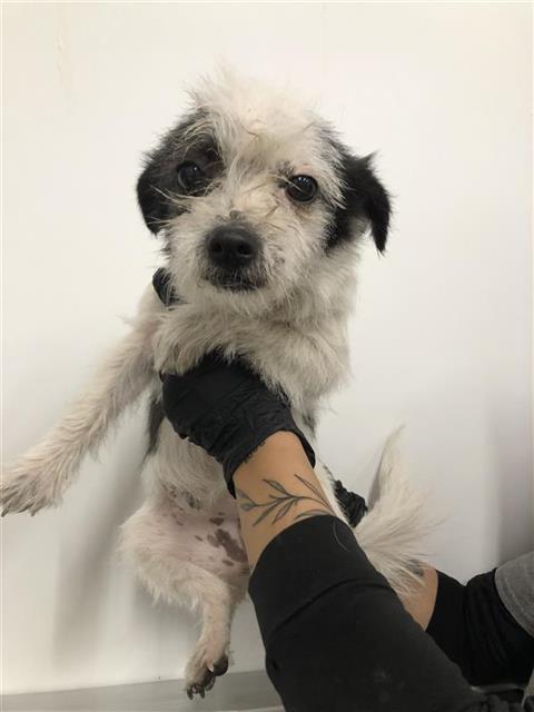Shelter Stray Female Dog last seen Near BLOCK W GEARY ST, FRESNO CA 93706 4012, 5277 E Airways Blvd, Fresno, CA 93727, USA