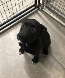 Shelter Stray Male Dog last seen Near BLOCK N PALM AVE, FRESNO CA 93728 1628, 5277 E Airways Blvd, Fresno, CA 93727, USA