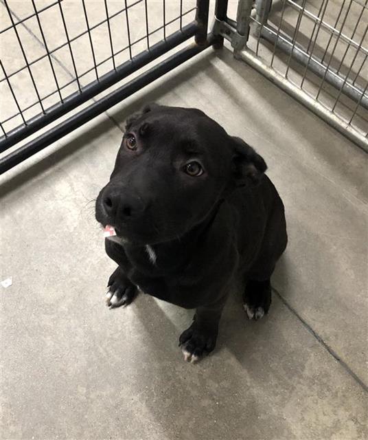 Shelter Stray Male Dog last seen Near BLOCK N PALM AVE, FRESNO CA 93728 1628, 5277 E Airways Blvd, Fresno, CA 93727, USA