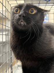 Shelter Stray Female Cat last seen Near BLOCK W WASHINGTON AVE, LAS VEGAS NV 89106, 655 N Mojave Rd, Las Vegas, NV 89101, USA