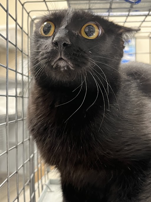 Shelter Stray Female Cat last seen Near BLOCK W WASHINGTON AVE, LAS VEGAS NV 89106, 655 N Mojave Rd, Las Vegas, NV 89101, USA