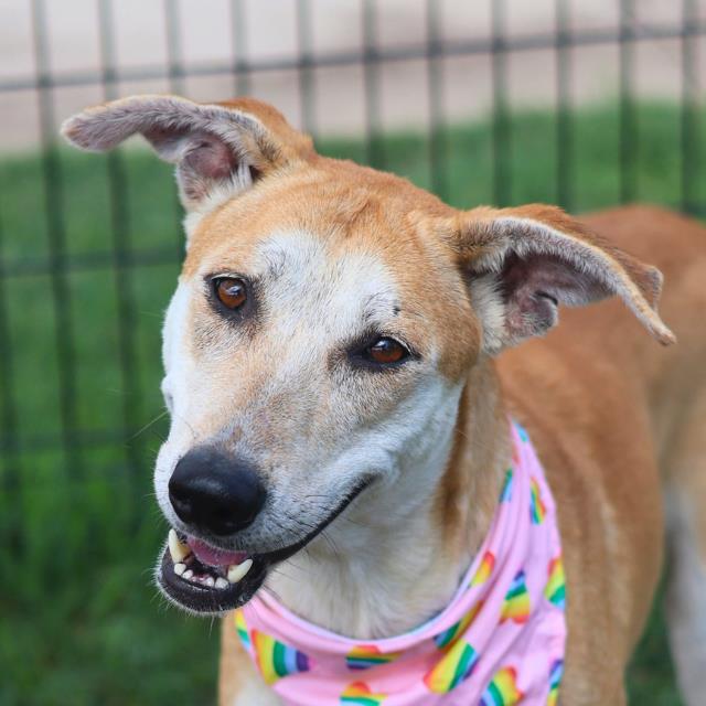 Shelter Stray Female Dog last seen Near BLOCK NINTH STREET RIVERWALK, 4710 TX-151, San Antonio, TX 78227, USA