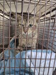 Shelter Stray Male Cat last seen Near BLOCK OF W. WOODLAWN AVE, 4710 TX-151, San Antonio, TX 78227, USA