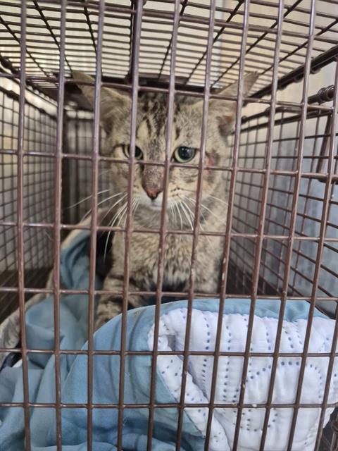 Shelter Stray Male Cat last seen Near BLOCK OF W. WOODLAWN AVE, 4710 TX-151, San Antonio, TX 78227, USA