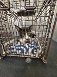 Shelter Stray Male Cat last seen Near BLOCK FREILING, 4710 TX-151, San Antonio, TX 78227, USA