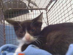 Shelter Stray Male Cat last seen ARDEN WAY/FULTON AVE, 95825, 3839 Bradshaw Rd, Sacramento, CA 95827, USA